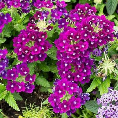 Verbena garden decore Quartz Purple USPS Tracking