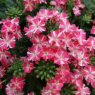 Verbena garden decore Pink Star USPS Tracking