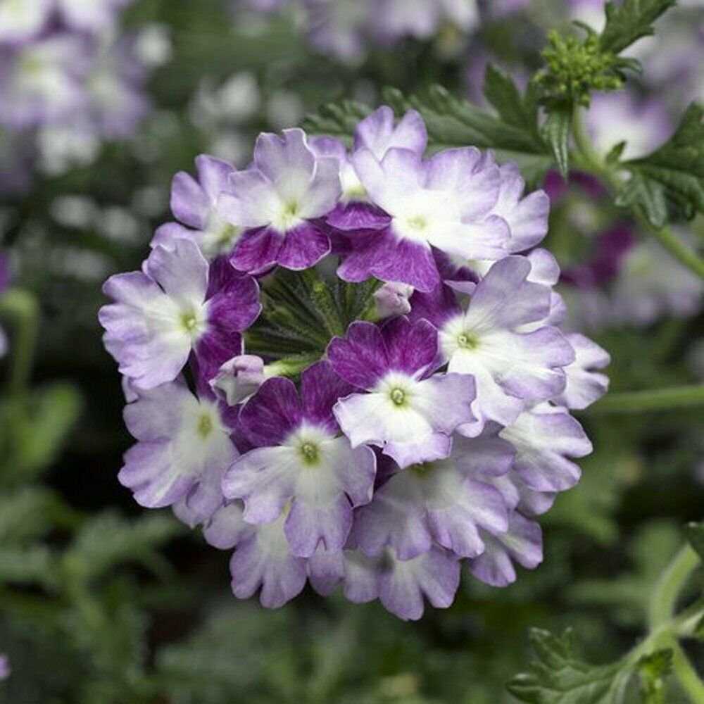 Verbena garden decore Purple Twist USPS Tracking