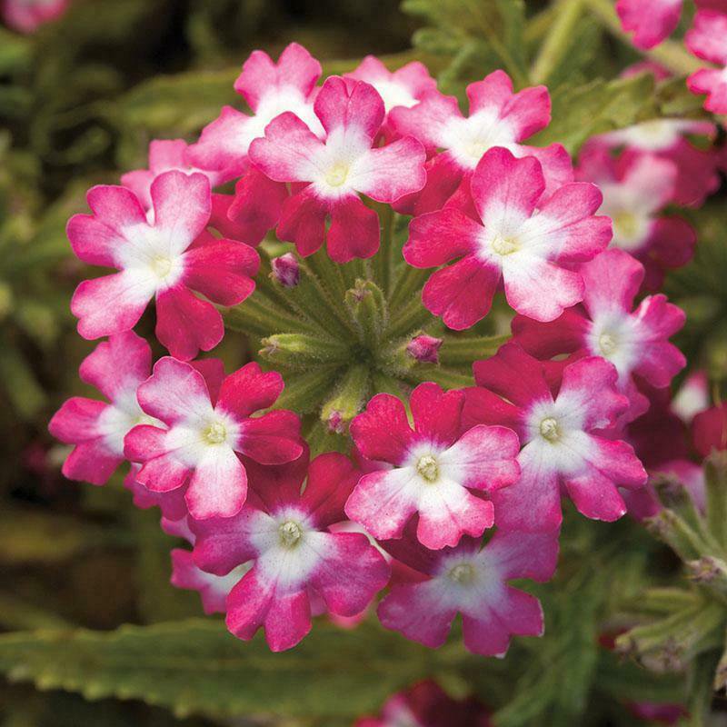 Verbena garden decore Pink Twist USPS Tracking