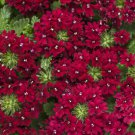 Wildflower Verbena garden decore Red USPS Tracking