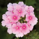 Wildflower Verbena garden decore Light Pink USPS Tracking