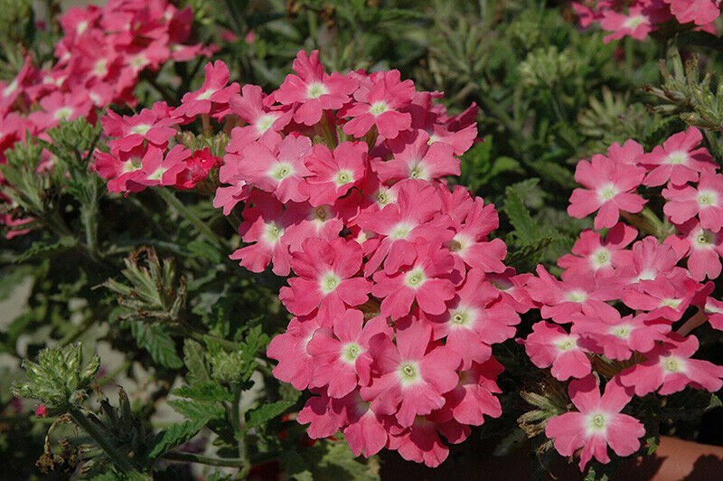 Wildflower Verbena garden decore Light Pink White USPS Tracking 50 seeds