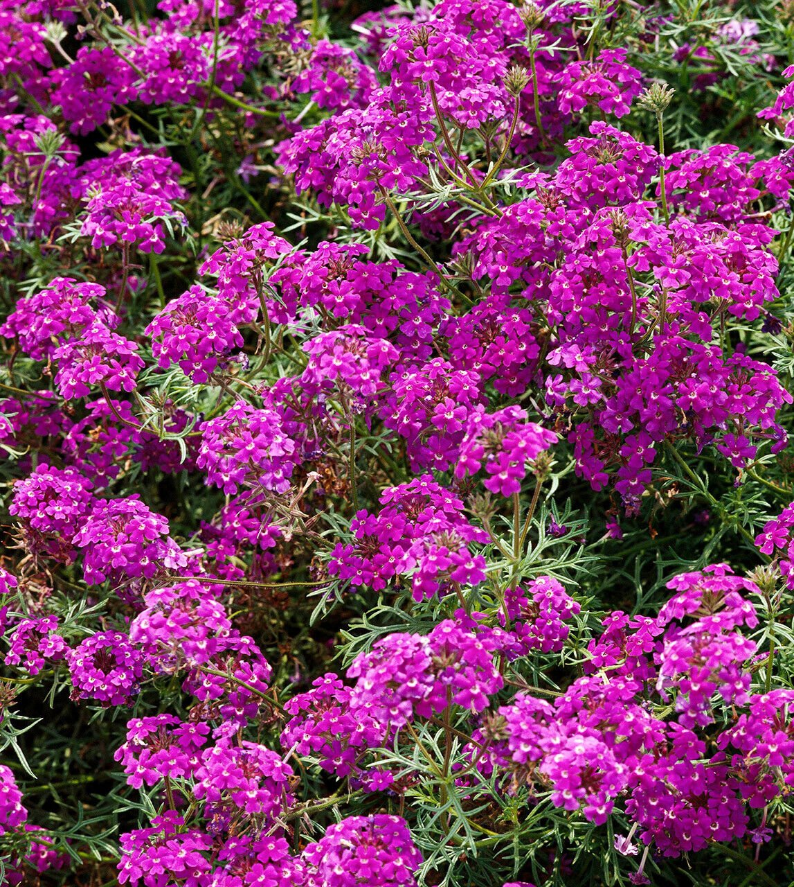 Wildflower Verbena garden decore Bright Purple USPS Tracking 50 seeds
