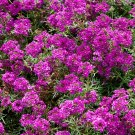 Wildflower Verbena garden decore Bright Purple USPS Tracking 50 seeds