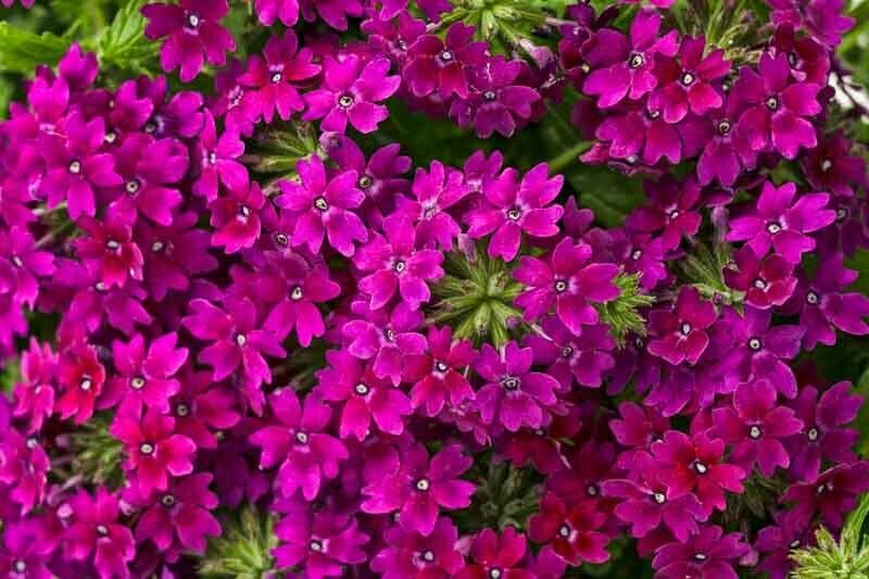 Wildflower Verbena garden decore Royal Plum USPS Tracking 50 seeds
