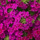 Wildflower Verbena garden decore Royal Plum USPS Tracking 50 seeds