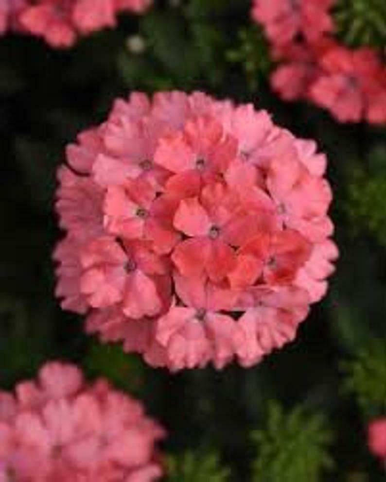 Wildflower Verbena garden decore Light Pink USPS Tracking 50 seeds