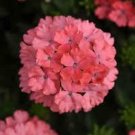 Wildflower Verbena garden decore Light Pink USPS Tracking 50 seeds