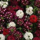Wildflower Verbena garden decore Merlot Mix USPS Tracking 50 seeds