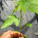 papaya tree live plant 6'' to 12''