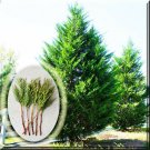5 Pcs Fresh cutting Plant in 6" to 8" Leyland Cypress High Germation