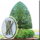 5 Pcs Fresh cutting Plant in 6" to 8" Stevens Holly Tree High Germation