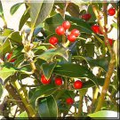5 Pcs Fresh cutting Plant in 6" to 8" English Holly High Germation