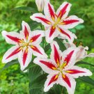 2 Bulbs Big Smile bulbs Oriental Fresh Lily Flower