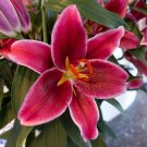 2 Bulbs corvana Oriental Fresh Lily Flower