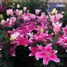 2 Bulbs Stargazer Oriental Fresh Lily Flower