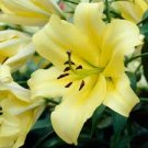 2 Bulbs Stargazer Oriental Fresh Lily Flower
