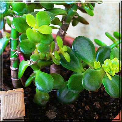 Jade Tree - Crassula Ovata 2.5" pot 3" to 5" plant