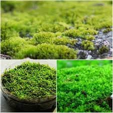 Hypnum Sheet Shag Moss for Garden 1 pot