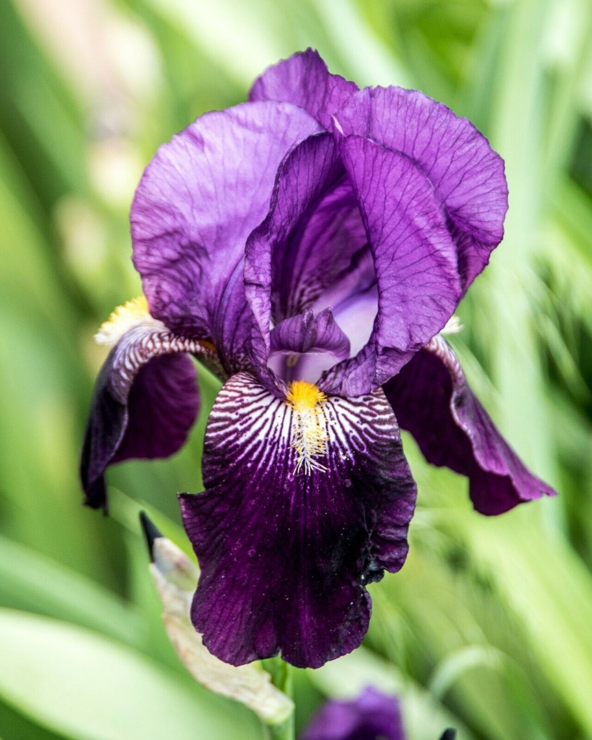 Fresh Eleanor Roosevelt Bearded Iris rhizome