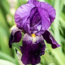 Fresh Eleanor Roosevelt Bearded Iris rhizome