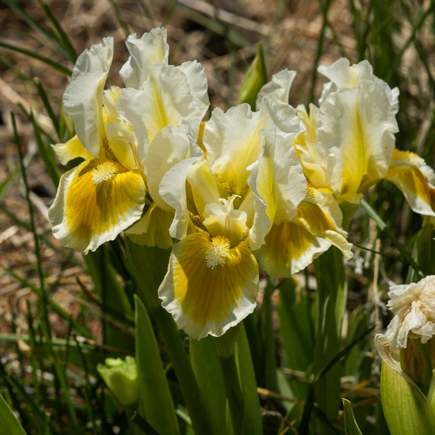 Freshly Dug WITH CASTANET'S Bearded Iris rhizome