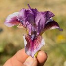 Freshly Dug BOWTIE Bearded Iris rhizome