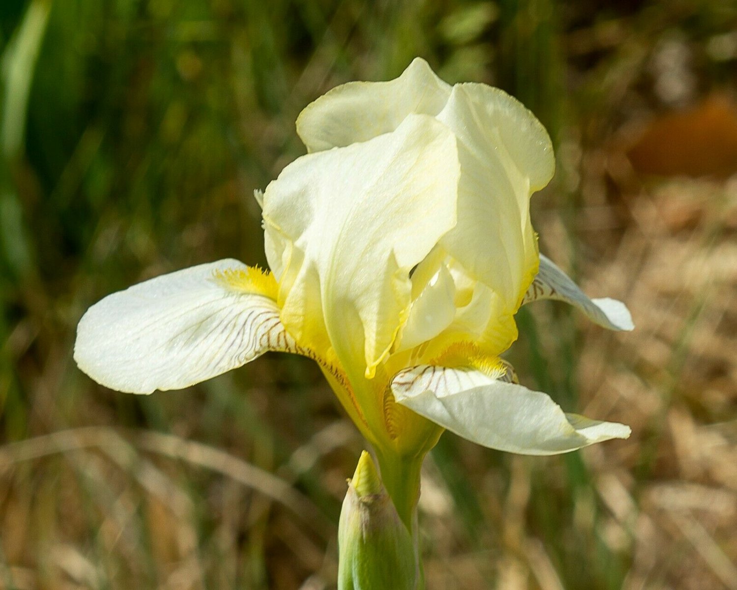 Freshly Dug SNOW GAMBIT Bearded Iris rhizome