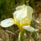Freshly Dug SNOW GAMBIT Bearded Iris rhizome