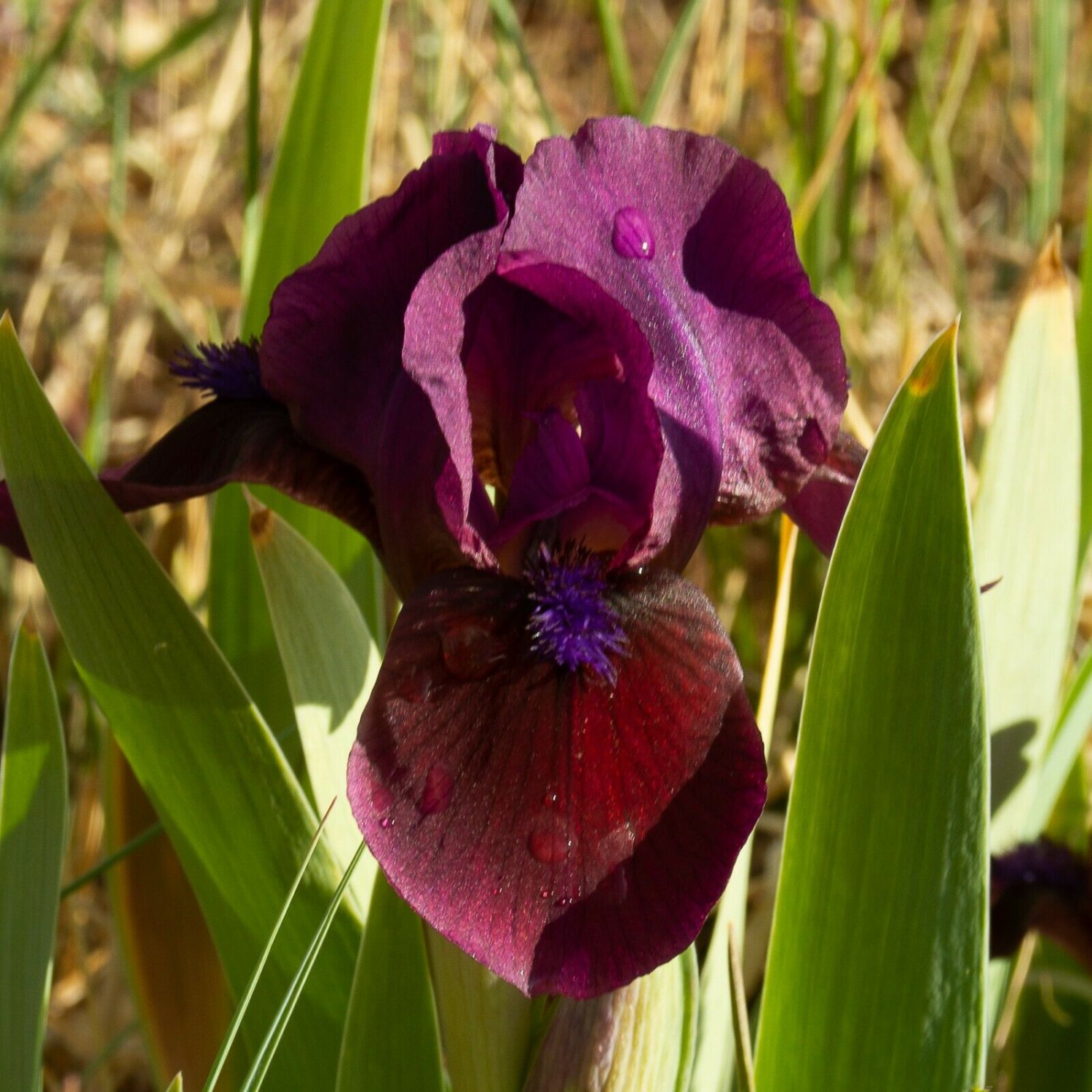 Freshly Dug CANDY APPLE Bearded Iris rhizome