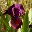 Freshly Dug CANDY APPLE Bearded Iris rhizome