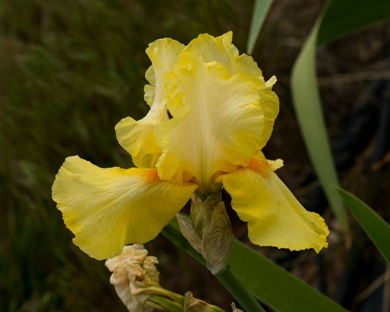 Freshly Dug SUN DAPPLED Bearded Iris rhizome