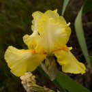 Freshly Dug SUN DAPPLED Bearded Iris rhizome