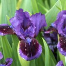 Freshly Dug TARHEEL ELF Bearded Iris rhizome