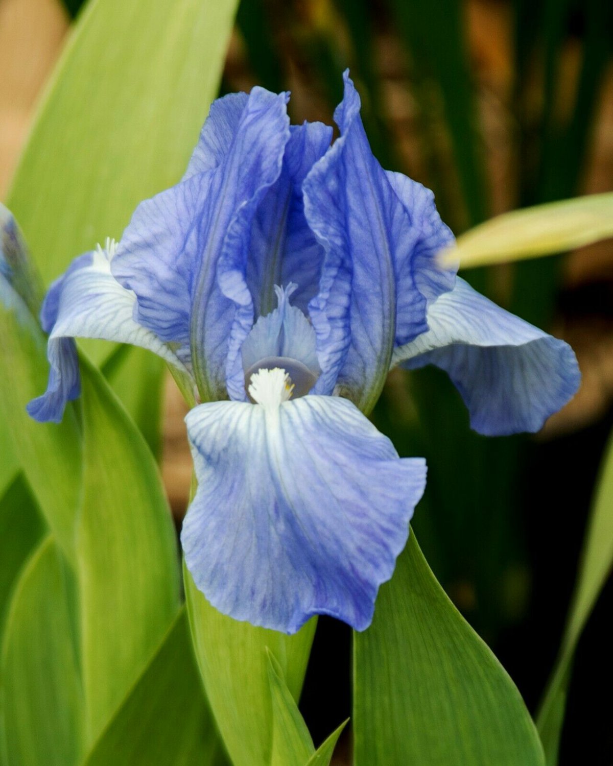 Freshly Dug ROBINS EGG Bearded Iris rhizome