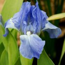 Freshly Dug ROBINS EGG Bearded Iris rhizome