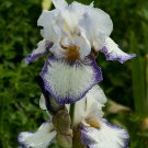 Freshly Dug SPINNING WHEEL Bearded Iris rhizome