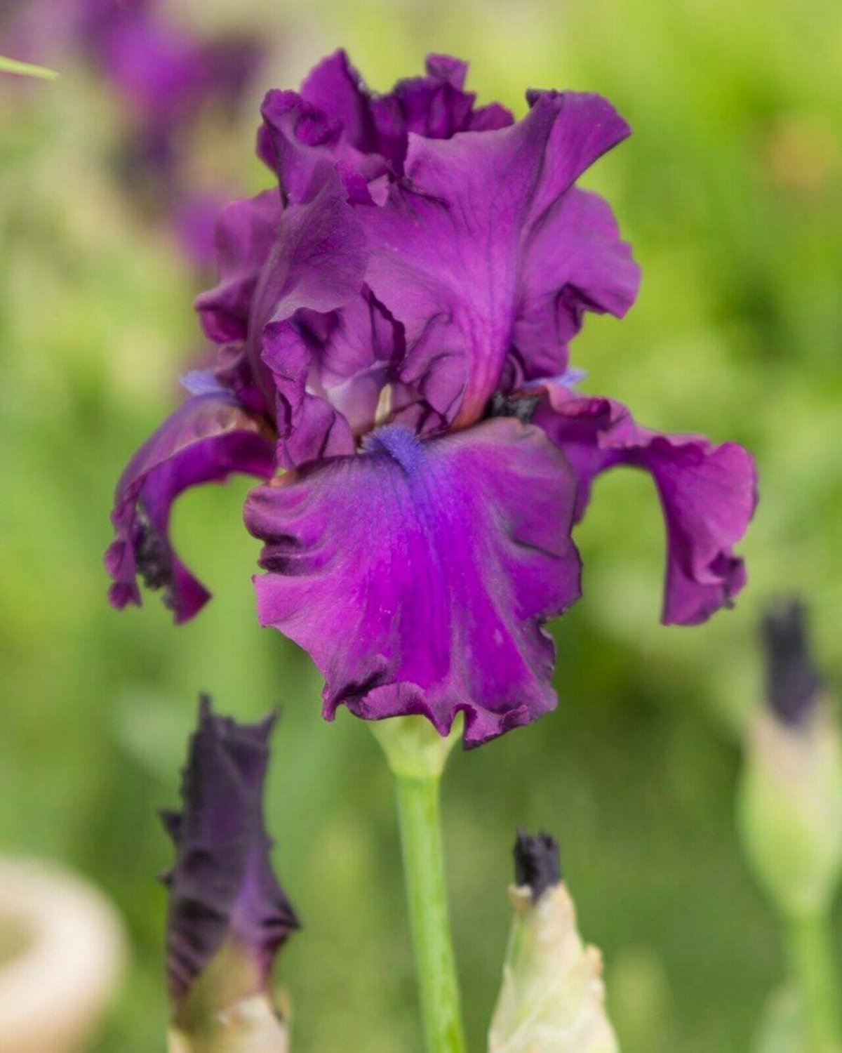 Freshly Dug NORA EILEEN Bearded Iris rhizome