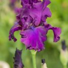 Freshly Dug NORA EILEEN Bearded Iris rhizome