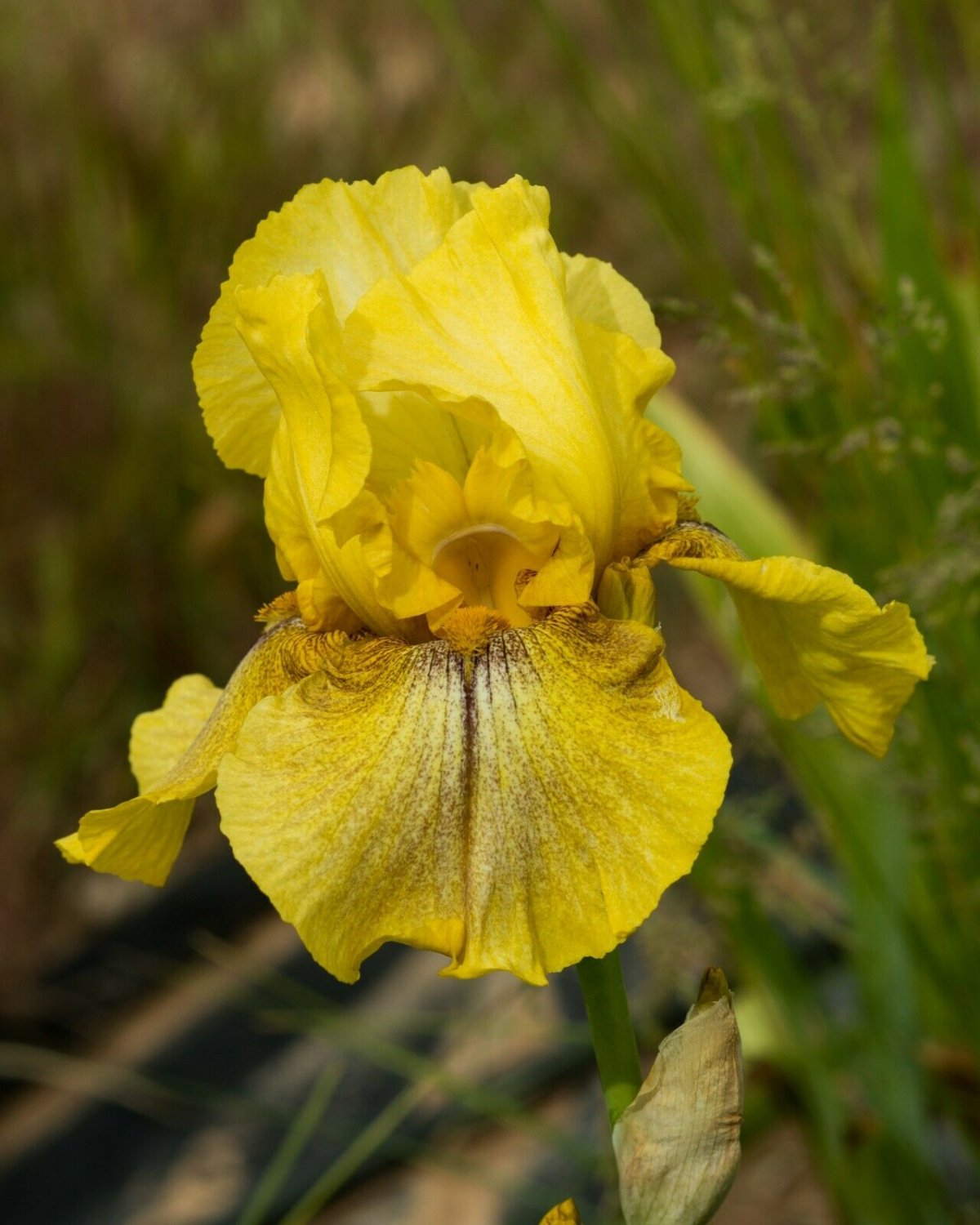 Freshly Dug DESERT ECHO Bearded Iris rhizome
