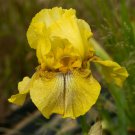 Freshly Dug DESERT ECHO Bearded Iris rhizome
