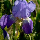 Freshly Dug BLUE RHYTHM Bearded Iris rhizome