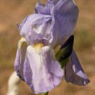 Freshly Dug LITTLE BAY DENOC Bearded Iris rhizome