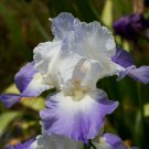 Freshly Dug CLARENCE REBLOOMER Bearded Iris rhizome
