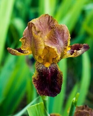 Freshly Dug JUNALUSKA Bearded Iris rhizome