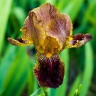 Freshly Dug JUNALUSKA Bearded Iris rhizome