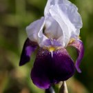 Freshly Dug By Design Bearded Iris rhizome