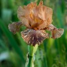 Freshly Dug GIRAFFE KNEEHIZ Bearded Iris rhizome