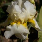 Freshly Dug Leda's Lover Bearded Iris rhizome